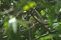 Oriole Warbler